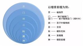 国际植物命名法规