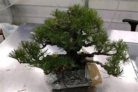 带土植物禁止入境 旅检货进口报关 带土植物禁止入境 旅检货进口报关