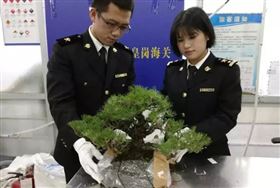 带土植物禁止入境 旅检货进口报关 带土植物禁止入境 旅检货进口报关