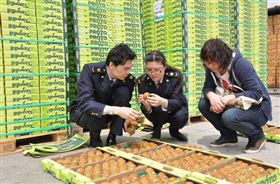 进口水果,进口水果报关,无纸化报关