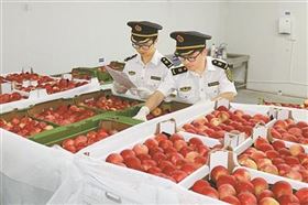进口波兰苹果,高端水果,水果进口报关