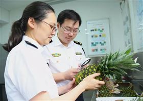 哥斯达黎加,菠萝,水果进口清关