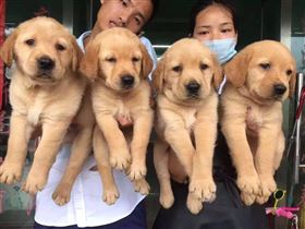 进口报关代理 进口报关代理