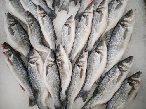 海鲜进口报关 海鲜进口报关